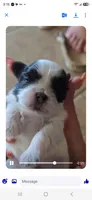 Penut, a male Shih Tzu for sale in Liberty Hill, TX – 3 of 7