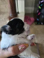 Penut, a male Shih Tzu for sale in Liberty Hill, TX – 4 of 7