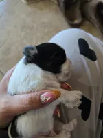 Penut, a male Shih Tzu for sale in Liberty Hill, TX – 2 of 7