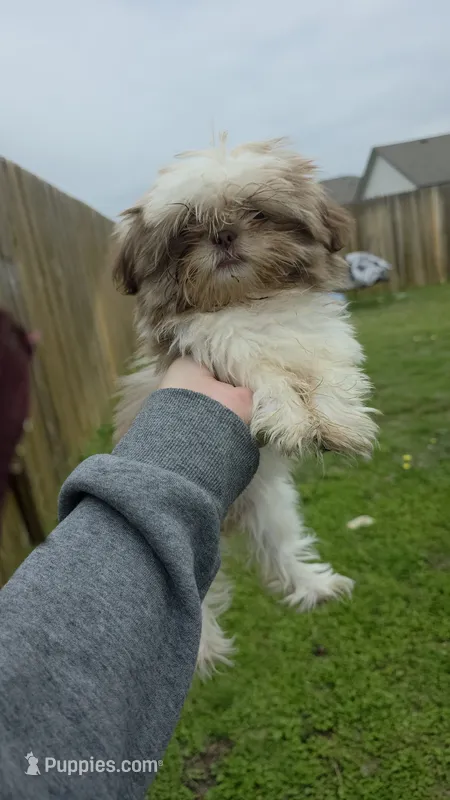 Mila – Shih Tzu puppy for sale in Liberty Hill, TX
