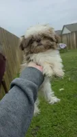 Mila, a female Shih Tzu for sale in Liberty Hill, TX – 1 of 2