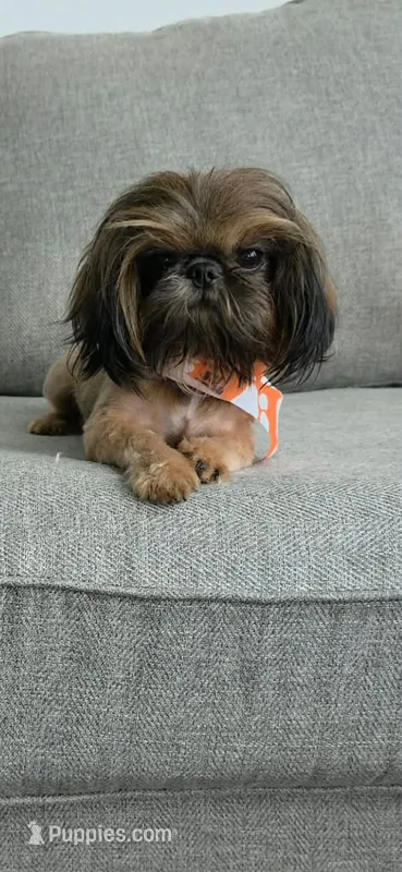 Penut – Shih Tzu puppy for sale in Liberty Hill, TX