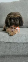 Penut, a male Shih Tzu for sale in Liberty Hill, TX – 1 of 7
