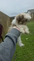 Mila, a female Shih Tzu for sale in Liberty Hill, TX – 2 of 2