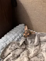 Link, a male Chihuahua for sale in Minneapolis, MN – 7 of 7