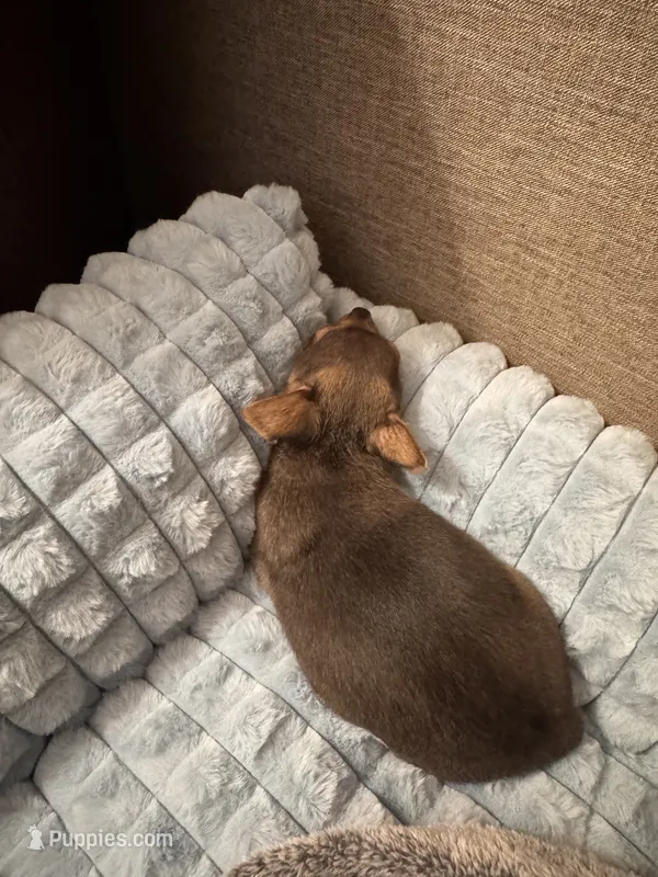Link – Chihuahua puppy for sale in Minneapolis, MN