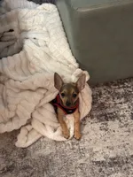 Link, a male Chihuahua for sale in Minneapolis, MN – 2 of 7