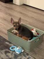 Link, a male Chihuahua for sale in Minneapolis, MN – 4 of 7