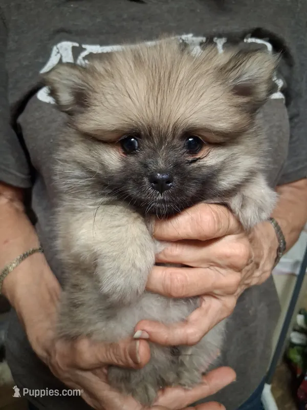 Freddy – Pomeranian puppy for sale in Amite, LA