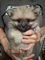 Freddy, a male Pomeranian for sale in Amite, LA – 1 of 3