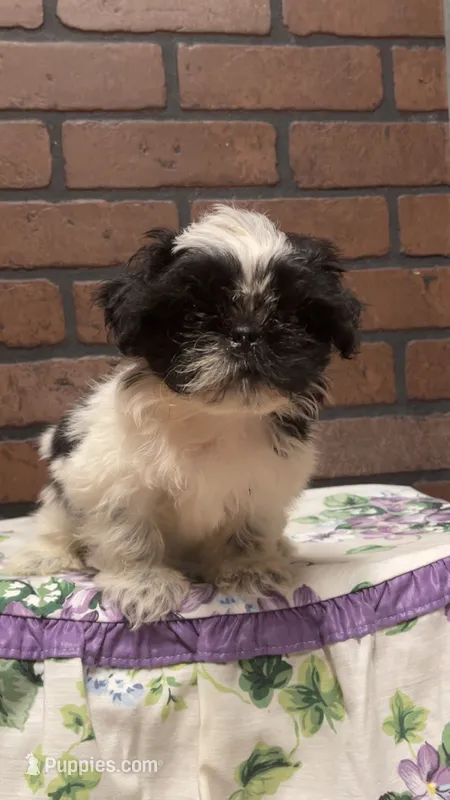 Buddy – Shih Tzu, Poodle - Miniature  puppy for sale in Amite, LA