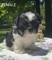 Missy, a female Shih Tzu and Poodle - Miniature  for sale in Amite, LA – 1 of 2