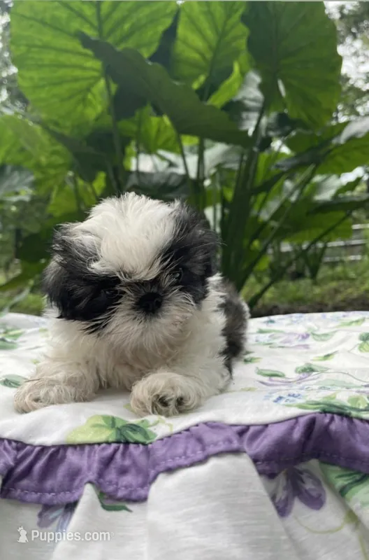 Sunshine  – Shih Tzu puppy for sale in Amite, LA