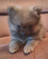 Mr. Mouse, a male Pomeranian for sale in Amite, LA – 2 of 2