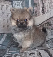 Mr. Mouse, a male Pomeranian for sale in Amite, LA – 1 of 2