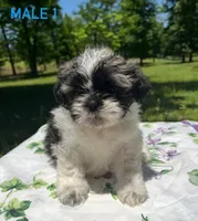 Muffin , a male Shih Tzu and Poodle - Miniature  for sale in Amite, LA – 2 of 2
