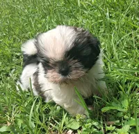 Sunshine , a female Shih Tzu for sale in Amite, LA – 4 of 5