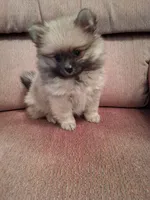 Freddy, a male Pomeranian for sale in Amite, LA – 3 of 3
