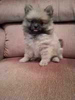Freddy, a male Pomeranian for sale in Amite, LA – 2 of 3