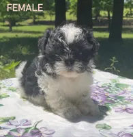 Missy, a female Shih Tzu and Poodle - Miniature  for sale in Amite, LA – 2 of 2