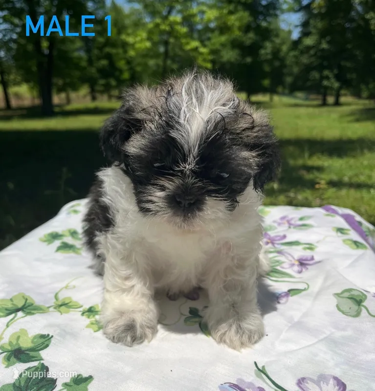 Muffin , a male Shih Tzu and Poodle - Miniature  for sale in Amite, LA – 1 of 2