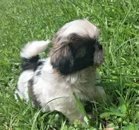 Sunshine , a female Shih Tzu for sale in Amite, LA – 5 of 5