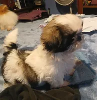 Sunshine , a female Shih Tzu for sale in Amite, LA – 2 of 5