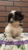 Buddy, a male Shih Tzu and Poodle - Miniature  for sale in Amite, LA – 2 of 2