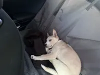 Stormie , a female Siberian Husky for sale in Corona, CA – 2 of 3