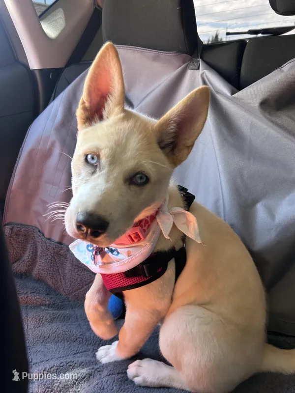 Stormie  – Siberian Husky puppy for sale in Corona, CA