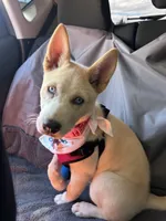 Stormie , a female Siberian Husky for sale in Corona, CA – 1 of 3