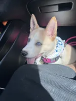 Stormie , a female Siberian Husky for sale in Corona, CA – 3 of 3