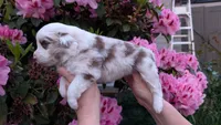 Justice, a male Miniature Australian Shepherd and Toy Australian Shepherd for sale in Marysville, WA – 2 of 8