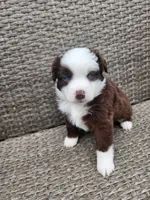 Prosperity, a female Miniature Australian Shepherd and Toy Australian Shepherd for sale in Marysville, WA – 3 of 10