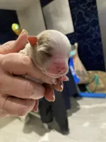 Honor, a female Miniature Australian Shepherd and Toy Australian Shepherd for sale in Marysville, WA – Photo 2 of 4