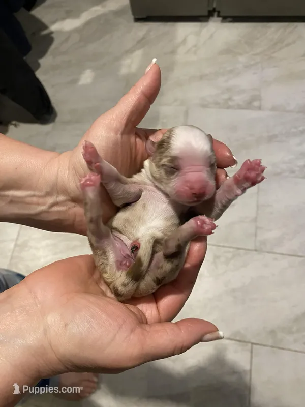 Honor – Miniature Australian Shepherd, Toy Australian Shepherd puppy for sale in Marysville, WA