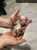 Honor, a female Miniature Australian Shepherd and Toy Australian Shepherd for sale in Marysville, WA – Photo 1 of 4