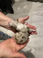 Honor, a female Miniature Australian Shepherd and Toy Australian Shepherd for sale in Marysville, WA – Photo 3 of 4