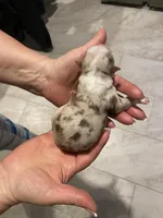 Honor, a female Miniature Australian Shepherd and Toy Australian Shepherd for sale in Marysville, WA – Photo 4 of 4