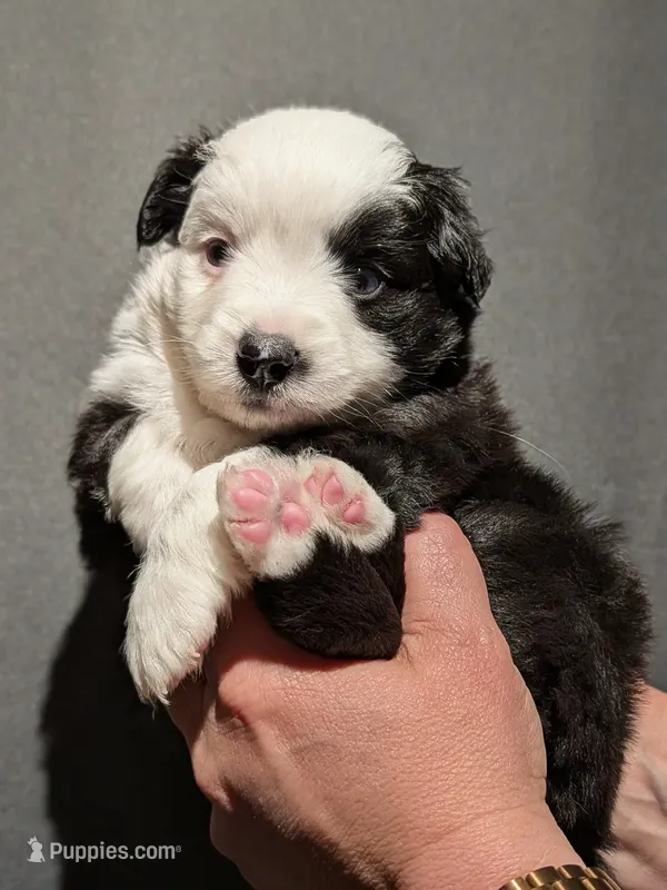 Mercy – Miniature Australian Shepherd, Toy Australian Shepherd puppy for sale in Marysville, WA