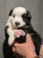 Mercy, a female Miniature Australian Shepherd and Toy Australian Shepherd for sale in Marysville, WA – 5 of 10