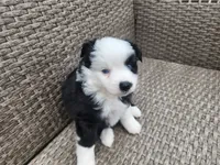 Mercy, a female Miniature Australian Shepherd and Toy Australian Shepherd for sale in Marysville, WA – 3 of 10