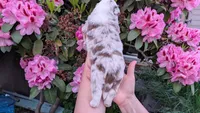 Justice, a male Miniature Australian Shepherd and Toy Australian Shepherd for sale in Marysville, WA – 4 of 8