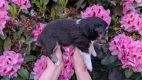 Triumph, a female Miniature Australian Shepherd and Toy Australian Shepherd for sale in Marysville, WA – 3 of 10
