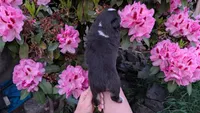 Triumph, a female Miniature Australian Shepherd and Toy Australian Shepherd for sale in Marysville, WA – 4 of 10