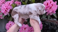 Honor, a female Miniature Australian Shepherd and Toy Australian Shepherd for sale in Marysville, WA – 2 of 9