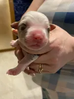Valor, a male Miniature Australian Shepherd and Toy Australian Shepherd for sale in Marysville, WA – Photo 5 of 5