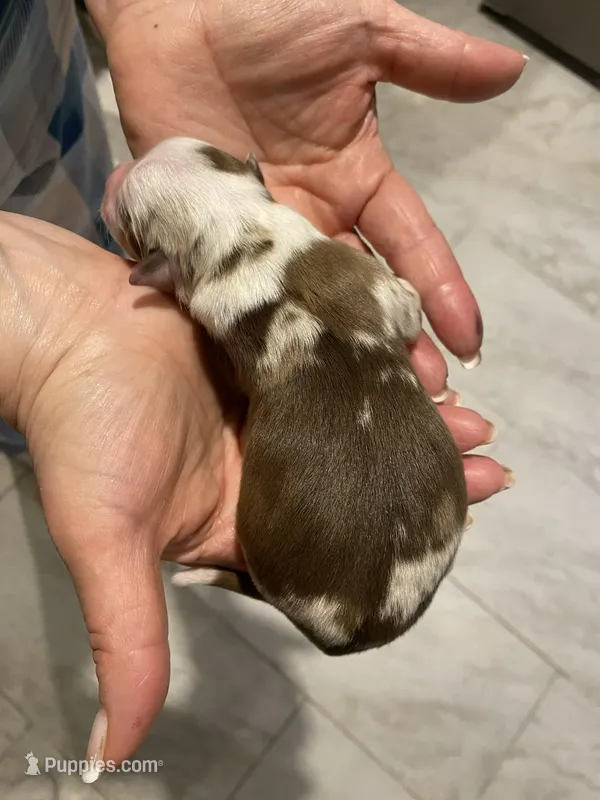 Valor – Miniature Australian Shepherd, Toy Australian Shepherd puppy on hold in Marysville, WA