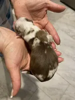 Valor, a male Miniature Australian Shepherd and Toy Australian Shepherd for sale in Marysville, WA – Photo 1 of 5