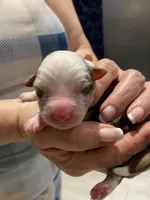 Valor, a male Miniature Australian Shepherd and Toy Australian Shepherd for sale in Marysville, WA – Photo 4 of 5